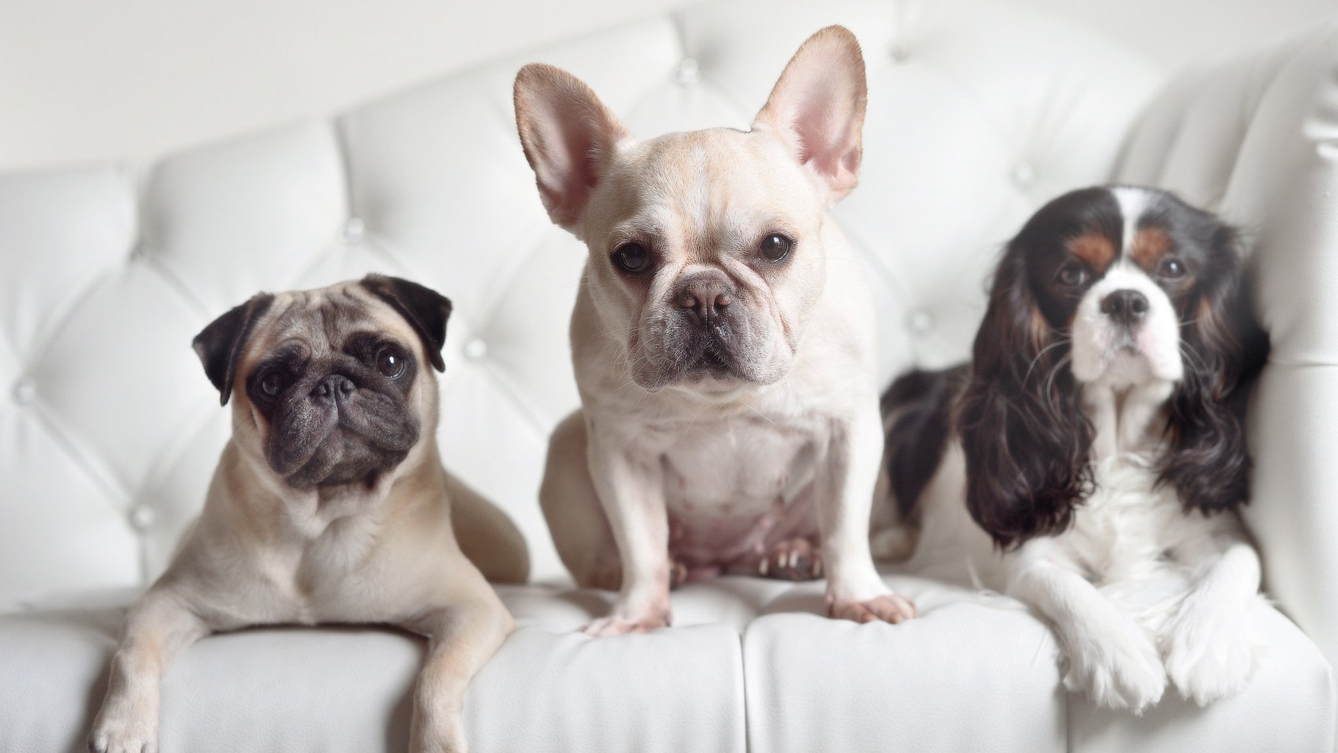 年度焦点之战之夜,拉文硬仗之王