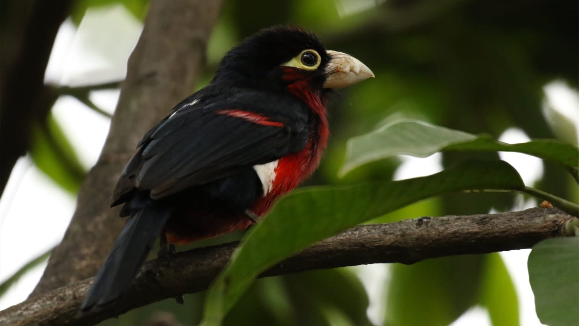 恩比德成为全场焦点,快船最后时刻击败公牛